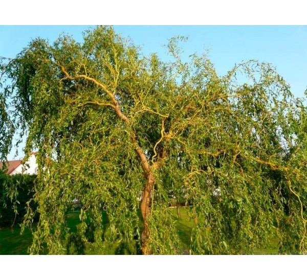 Ива Матсудана Эритрофлексуоза (Erythroflexuosa) С2 купить в Минске с ...